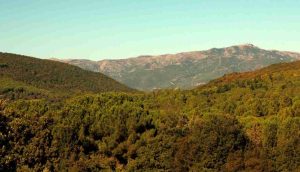 Il colore sospetto degli alberi (Dettaglio - Sardegna Digital Library - Picasa foto)