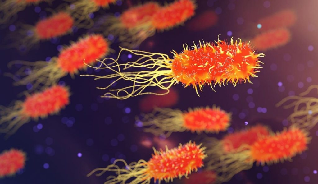 Illustrazione di alcuni batteri (Pixabay Foto) - www.energycue.it