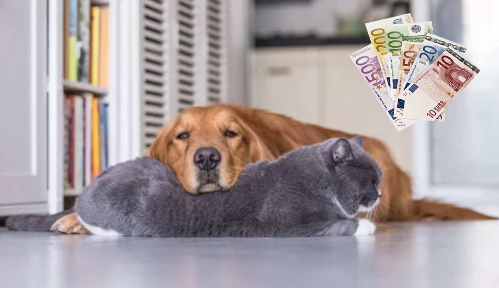 Cani e gatti (Depositphotos foto) - www.energycue.it