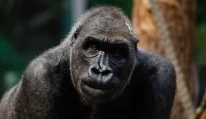 Gorilla