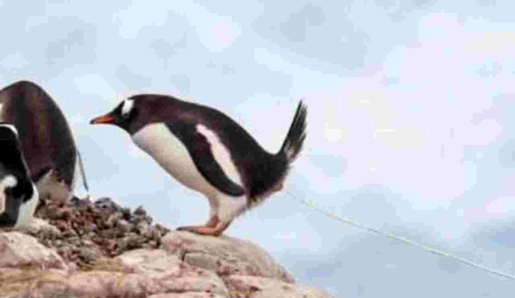 Pinguini che fanno cacca