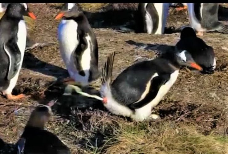 Pinguini che fanno cacca
