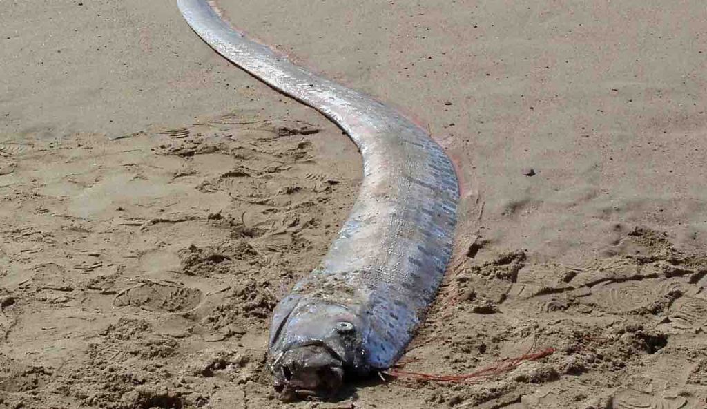 Pesce Remo