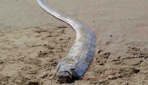 Pesce Remo