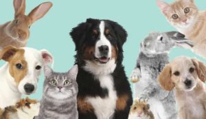 Animali domestici (Depositphotos foto) - www.energycue.it