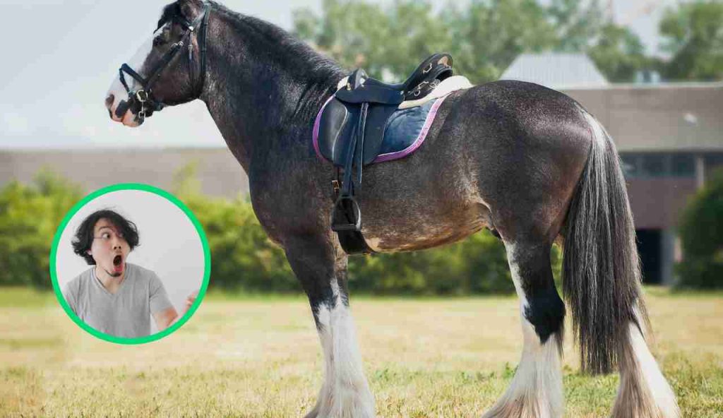 Cavallo gigante