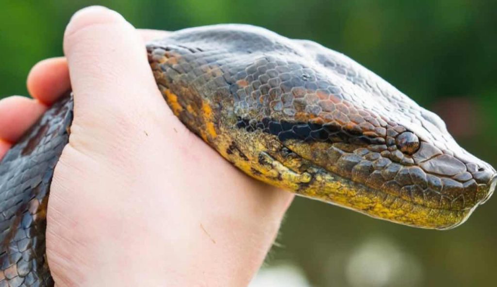 Serpente più grande mondo dimensioni squalo balena