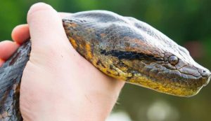 Serpente più grande mondo dimensioni squalo balena