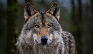 Un bellissimo lupo (Pixabay foto) - www.energycue.it