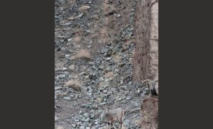 Test intelligenza in questa foto si nasconde un ghepardo