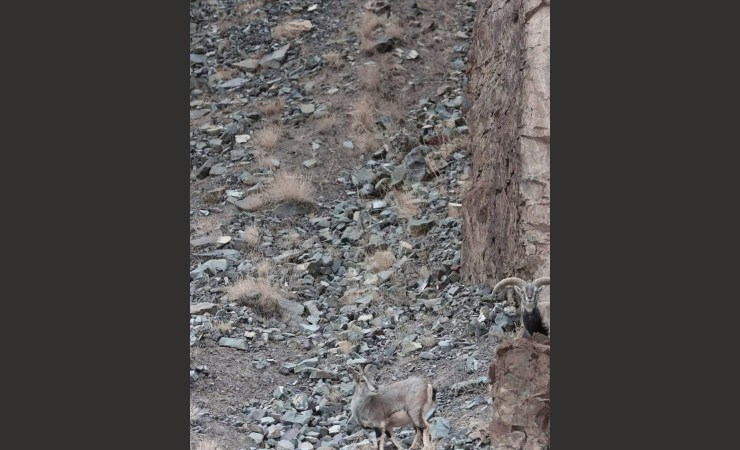 Test intelligenza in questa foto si nasconde un ghepardo