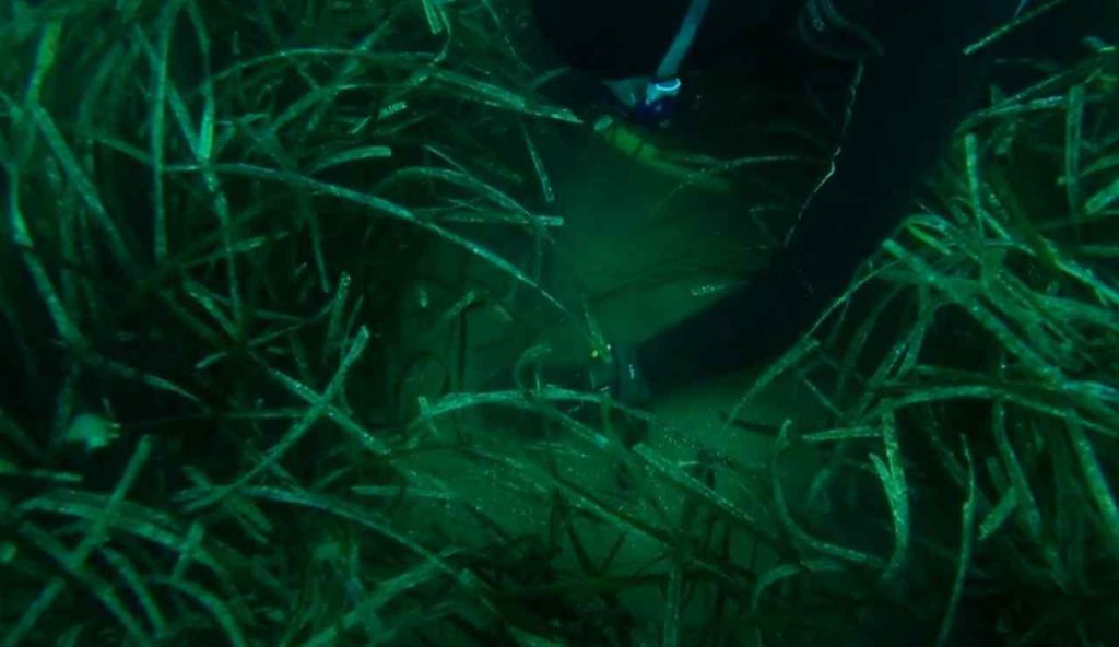Sub con posidonia