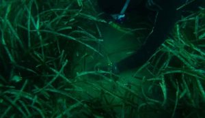 Sub con posidonia