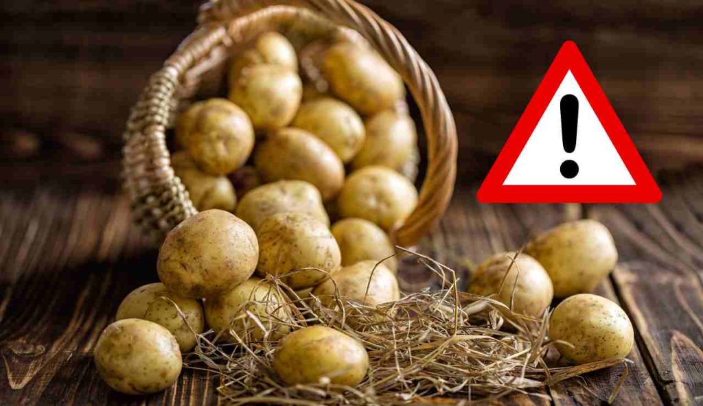 Patate
