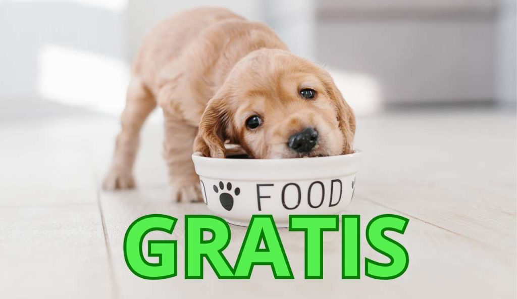 Cibo cani