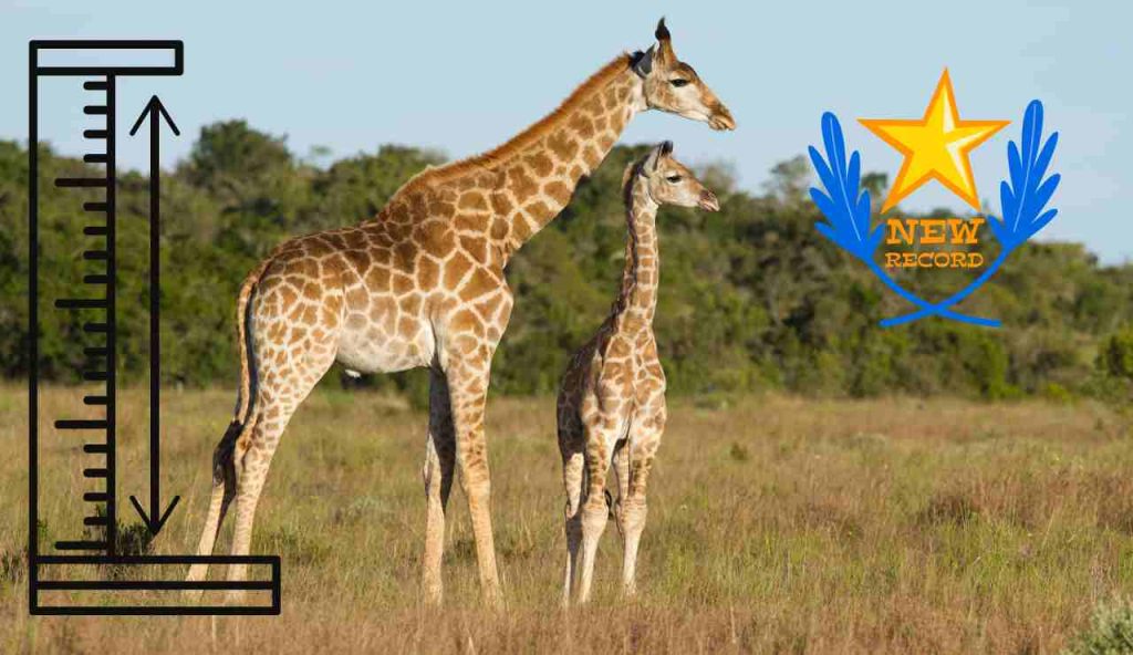 Giraffa