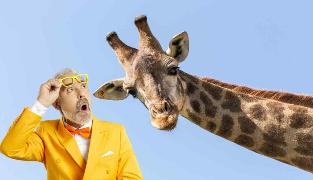 Giraffa