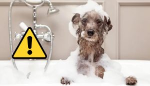 Bagnetto al cane (Depositphotos foto) - www.energycue.it