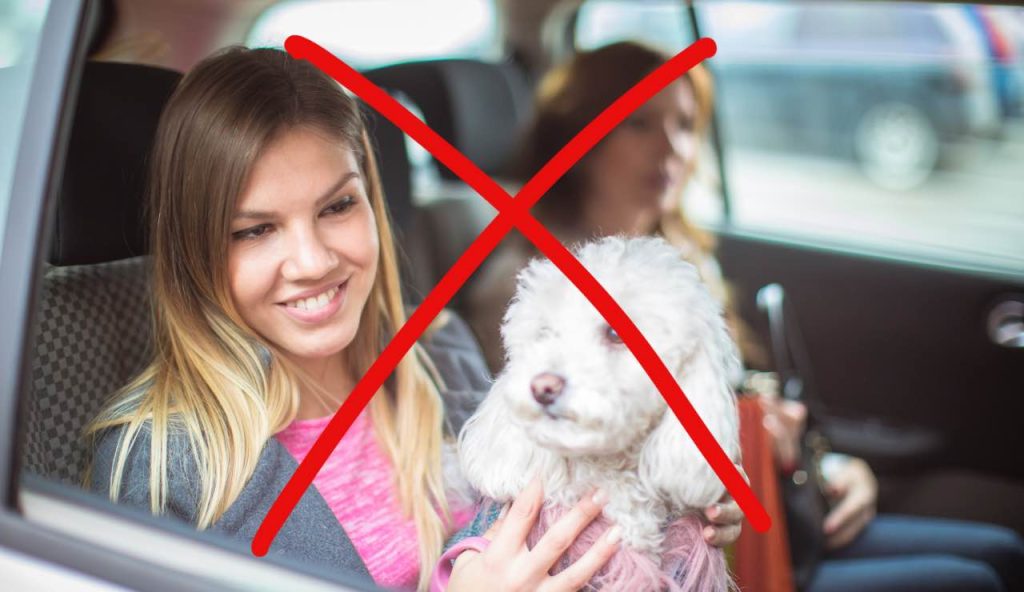 No cani su taxi