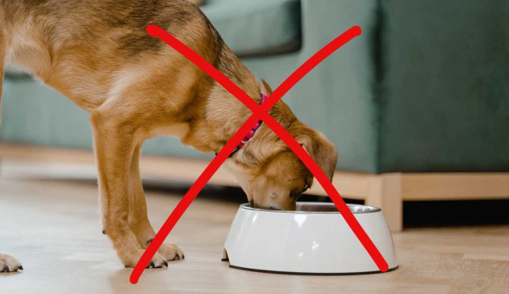 No cibo per cani