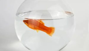 Pesce rosso