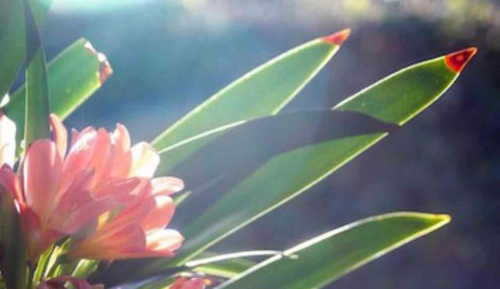 Fiori e luce