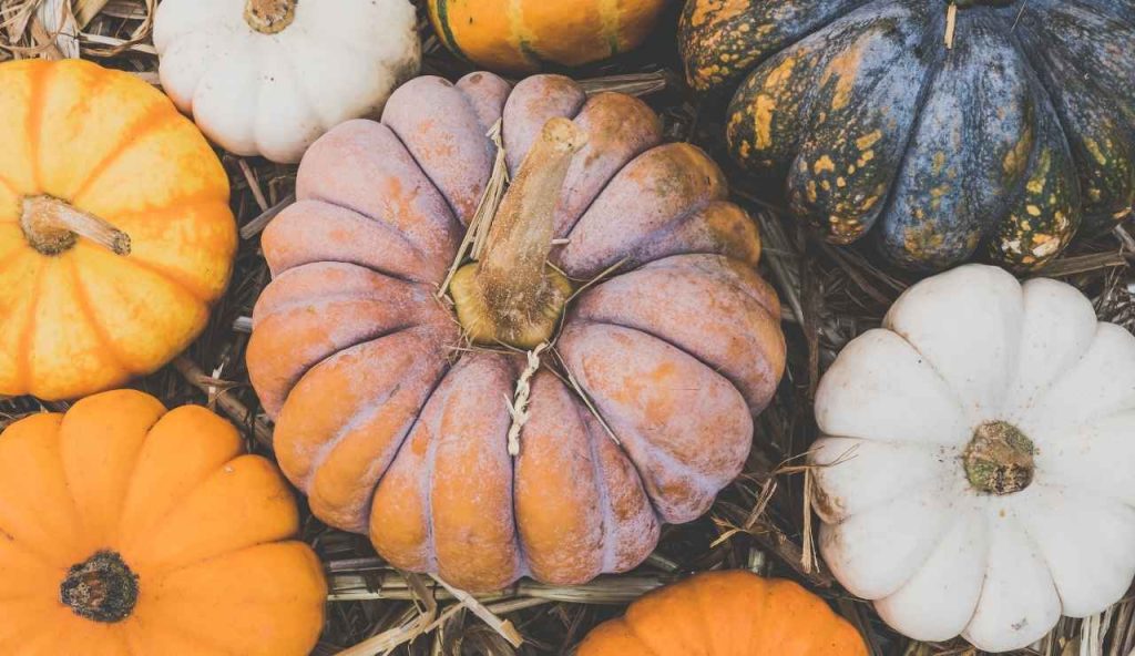 Zucca