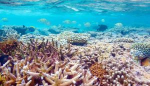 Barriera corallina e pericoli (Depositphotos foto) - www.energycue.it