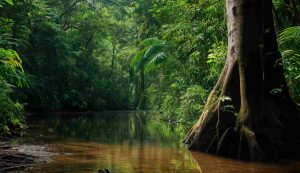 Illustrazione di alberi amazzonici (Canva FOTO) - energycue.it