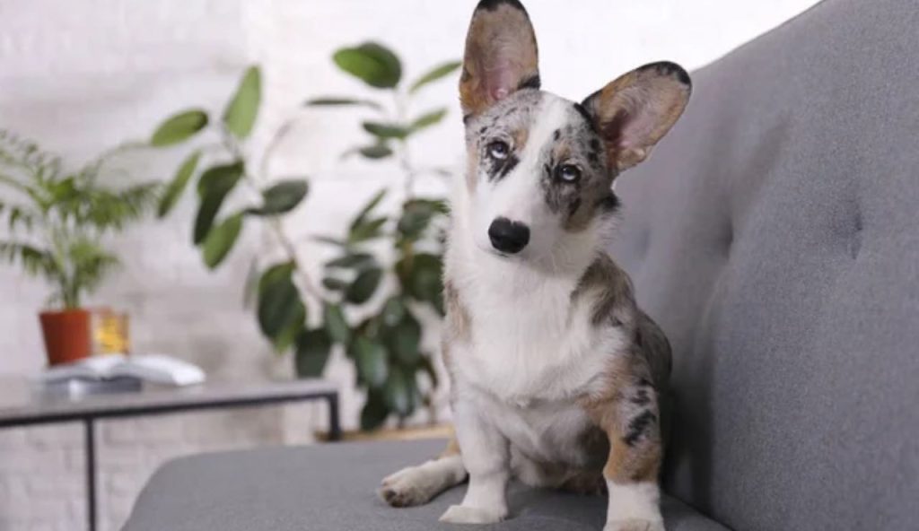 Segnali del tuo cane