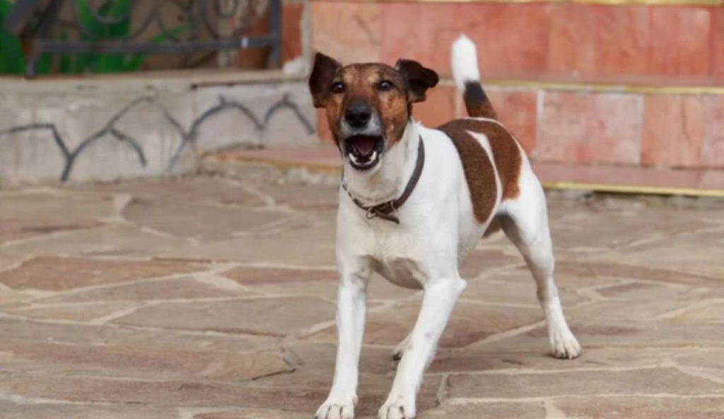 Cane abbaia (Depositphotos foto) - www.energycue.it