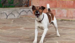 Cane abbaia (Depositphotos foto) - www.energycue.it